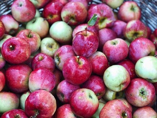 red apples harvest close up