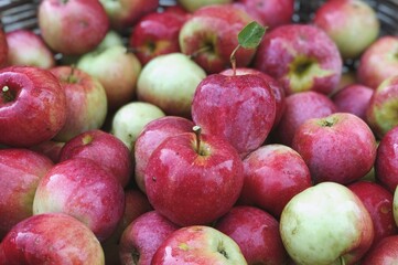 Fototapeta na wymiar red apples harvest close up