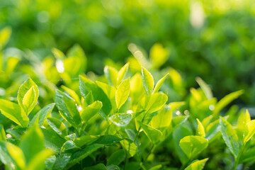 Green tea buds and leaves at early morning on plantation