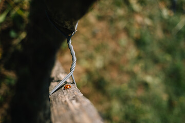 Nahaufnahme eines Marienkäfers, der auf einem Holzzaun klettert