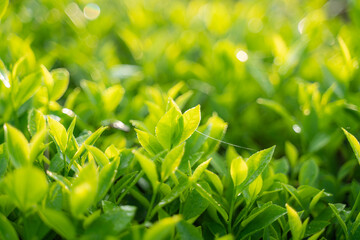 Green tea buds and leaves at early morning on plantation