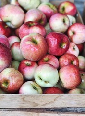 red apples harvest in a wooden box close up