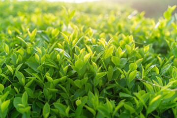 Green tea buds and leaves at early morning on plantation