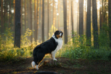 dog in forest the sunbeams. Australian shepherd in nature