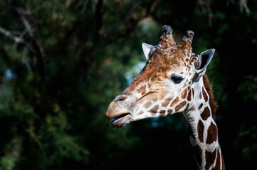 Portrait d'une girafe réticulée avec une tête marrante