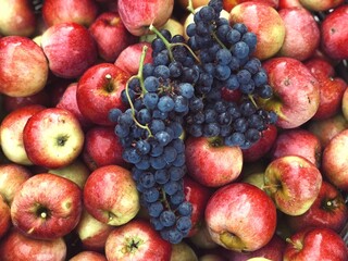Naklejka na ściany i meble red apples and purple grapes harvest