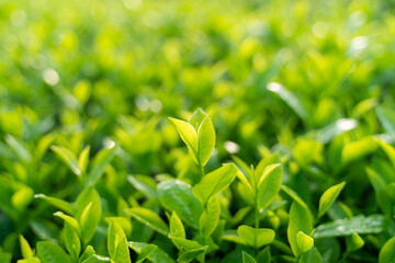 Green tea buds and leaves at early morning on plantation