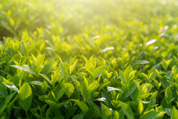 Green tea buds and leaves at early morning on plantation