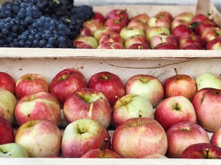 red apples and purple grapes harvest