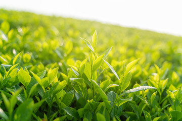 Green tea buds and leaves at early morning on plantation