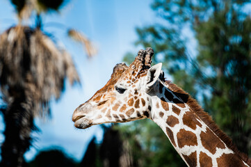 Portrait d'une girafe réticulée avec une tête marrante