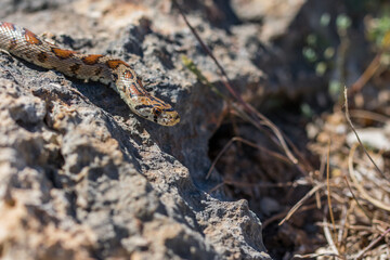 Leopard snake or European Ratsnake, Zamenis situla, slithering on rocks and dry vegetation in Malta