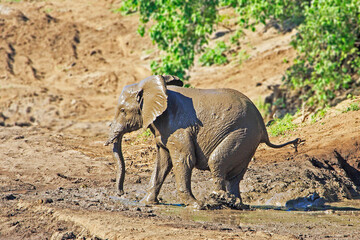 Fototapeta premium Elephant after mud