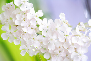 Fototapeta premium 白い花