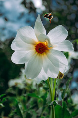 The bee that just flew off the white flower
