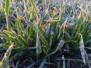 Agricultural field on which grow green shoots of wheat covered with morning frost.