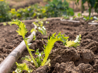 URBAN GARDEN PUMPKIN TOMATOES PEPPERS