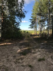 autumn in the forest