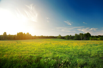 Summer landscape: yellow flowers hill and blue sky at sunset time