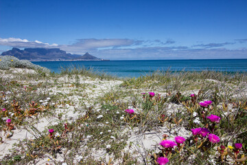 Pink vygie wildflowers on beach on west coast