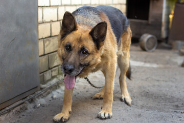 German shepherd standing and looking straight in the camera.