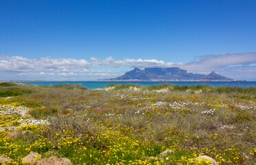 Mass of wildflowers and Table Mountain, Tableview beach
