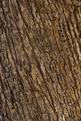 Tree bark texture natural pattern background . High quality photo