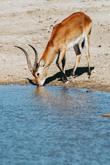 Springbok ou antilope à ressorts - Antidorcas marsupialis	