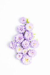 beautiful composition of fresh aster purple color flowers on a white background. flat lay, top view