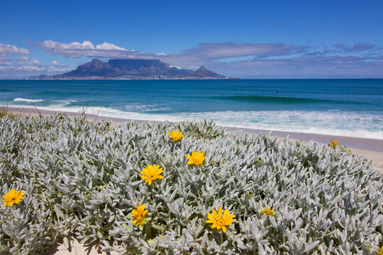 Table Mountain and wildflowers on beach