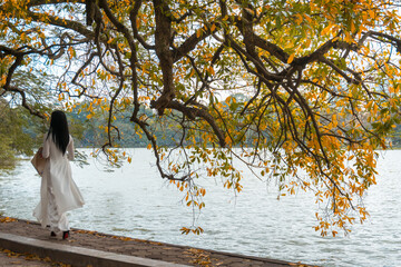 Yellow red leaves on branches in Hanoi. The "leaf change" season at Hoan Kiem lake, center of Hanoi. Vietnamese woman in traditional dress Ao Dai walking by the lake