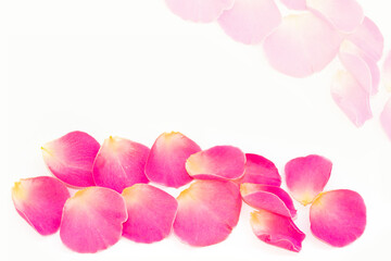Fototapeta na wymiar Bright pink rose petals. floral background.