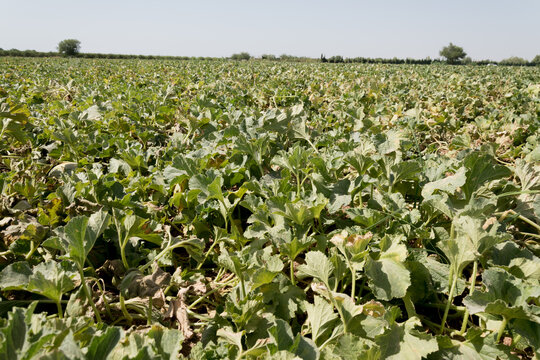 Campo de melones, melonar