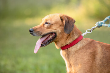 Closeup terrier dog photo