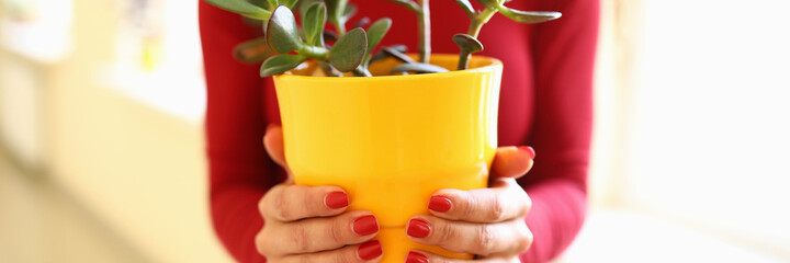Woman is holding yellow flowerpot with flower. Home gardening for beginners concept