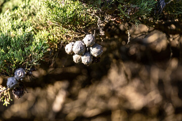 Cypress tree in the woods