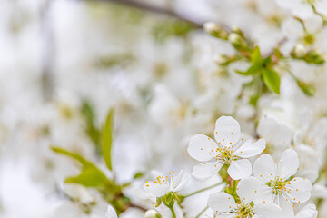 Obraz premium White cherry blossoms close-up. Postcard with the image of spring flowers. Space for text