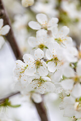 Fototapeta premium White cherry blossoms close-up. Postcard with the image of spring flowers