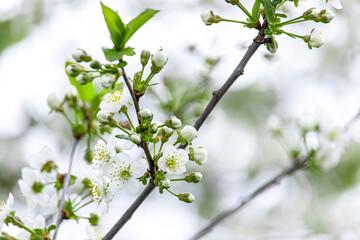 White cherry blossoms close-up. Postcard with the image of spring flowers