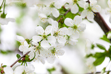 Obraz premium White cherry blossoms close-up. Postcard with the image of spring flowers