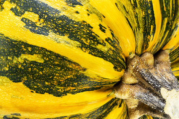 Yellow-green pumpkin. Close-up. Halloween. Natural natural background