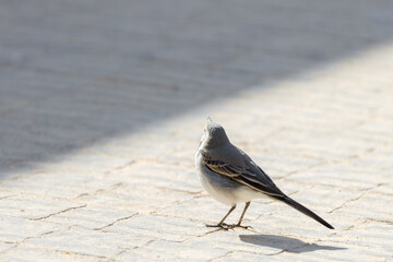 Gray wagtail standing