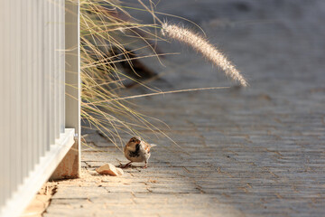 Small sparrow slipping near fence