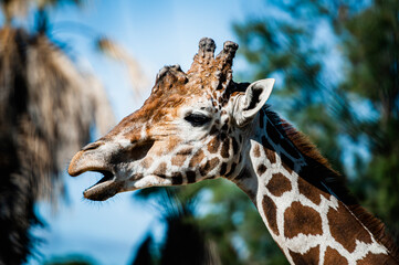 Portrait d'une girafe réticulée avec une tête marrante