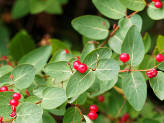 Lonicera xylosteum | Rote Heckenkirsche in Herbst