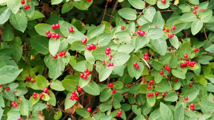 (Lonicera xylosteum) Kleine rote kugelförmige Früchte an weichen hellbraunen Zweigen von Rote...