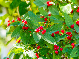 Lonicera xylosteum oder Gemeinde Heckenkirsche, Heckenpflanze bildend zum Herbst rote kugelförmige...
