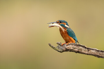 Female Common Kingfisher perched on a branch with a fish in beak and a golden background.  