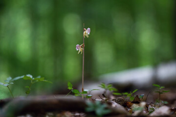 Epipogium aphyllum ghost orchid in wild nature