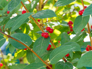(Lonicera xylosteum) Kleine rote kugelförmige Früchte an weichen hellbraunen Zweigen von Rote...